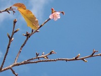 １月２６日　河津桜一輪.jpg